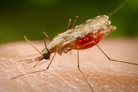 Malria Mosquito Anopheles, transmissor da malria (Foto: Divulgao/Portal Biologia)