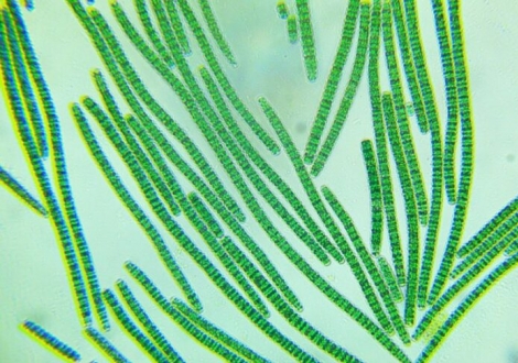 Spirulina platensis  estudada como alternativa contra disfuno ertil (Foto: Divulgao/UFPB)