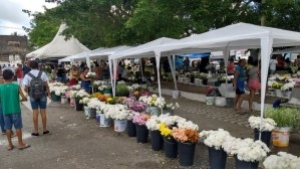 A Secretaria Municipal de Proteo e Defesa do Consumidor realizou levantamento dos preos das flores para quem vai homenagear os mortos no prximo sbado (2), Dia de Finados.